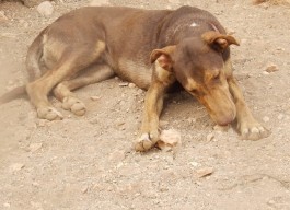 timon c2 2607-324-12